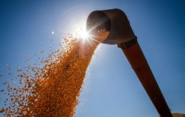 Fornecimento de milho é desafio para a competitividade da agroindústria de SC