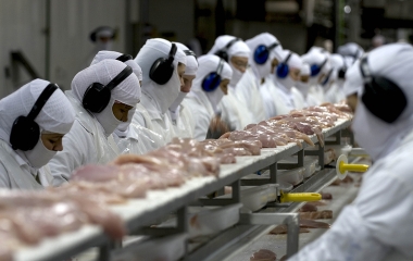 Gripe aviária: Japão irá reduzir área bloqueada para compra de frango