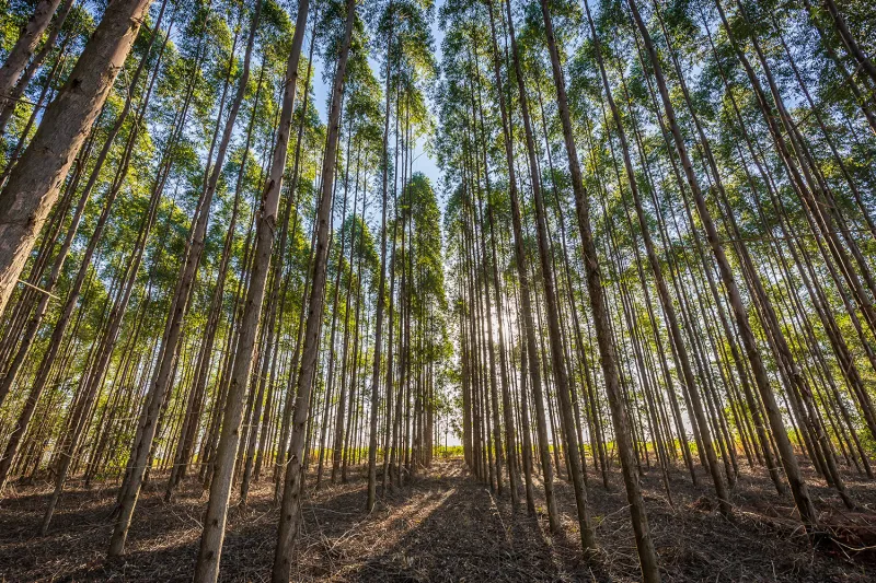 Floresta de eucaliptos