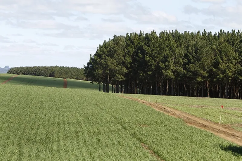 (foto: Rodolfo Buhrer/Embrapa Florestas)