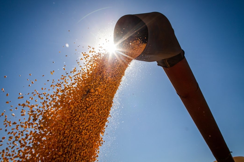 Fornecimento de milho é desafio para a competitividade da agroindústria de SC