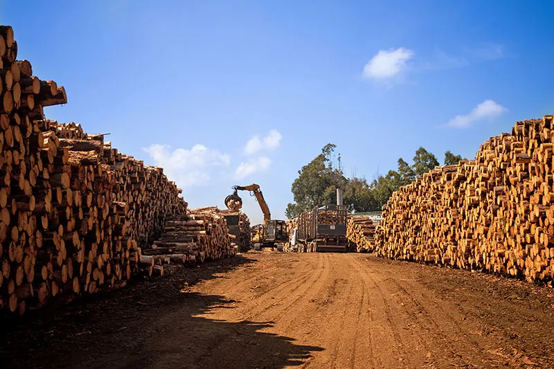 Operações da P&P, em Lages: móveis de pinus com variados tipos de acabamento. Foto: Sabrina Rodrigues