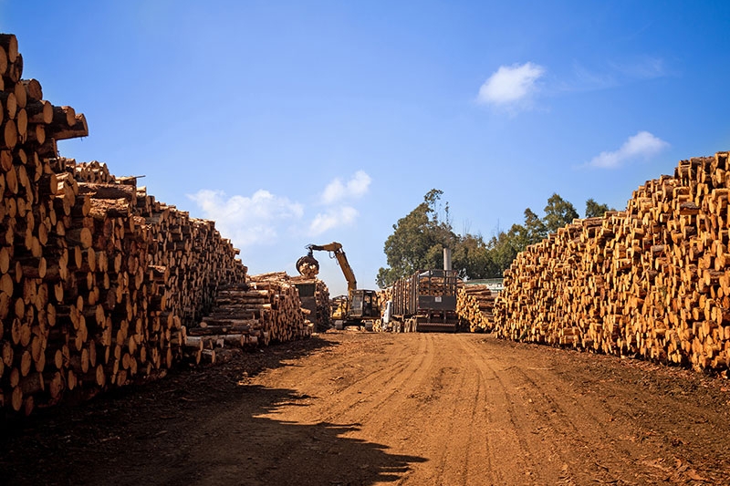 Operações da P&P, em Lages: móveis de pinus com variados tipos de acabamento. Foto: Sabrina Rodrigues