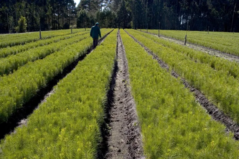 Klabin é premiada por técnica que acelera recuperação de áreas degradadas pela mineração