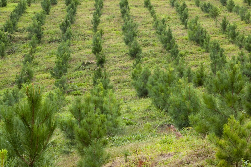 (foto: Plínio Bordin/FIESC)