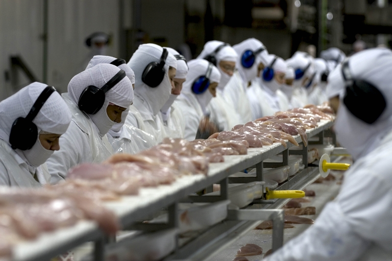 Carne de frango e carne suína influenciaram o desempenho positivo dos embarques de janeiro a maio (foto: Plínio Bordin/FIESC)